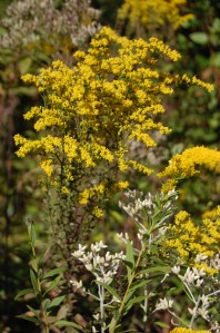 DSC_0762 - Copy - Copy