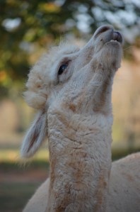 DSC_0825 - Copy - Copy