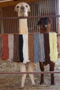 Jinx and Teego watching me work.