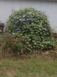 Flowers form over the garden supports. 